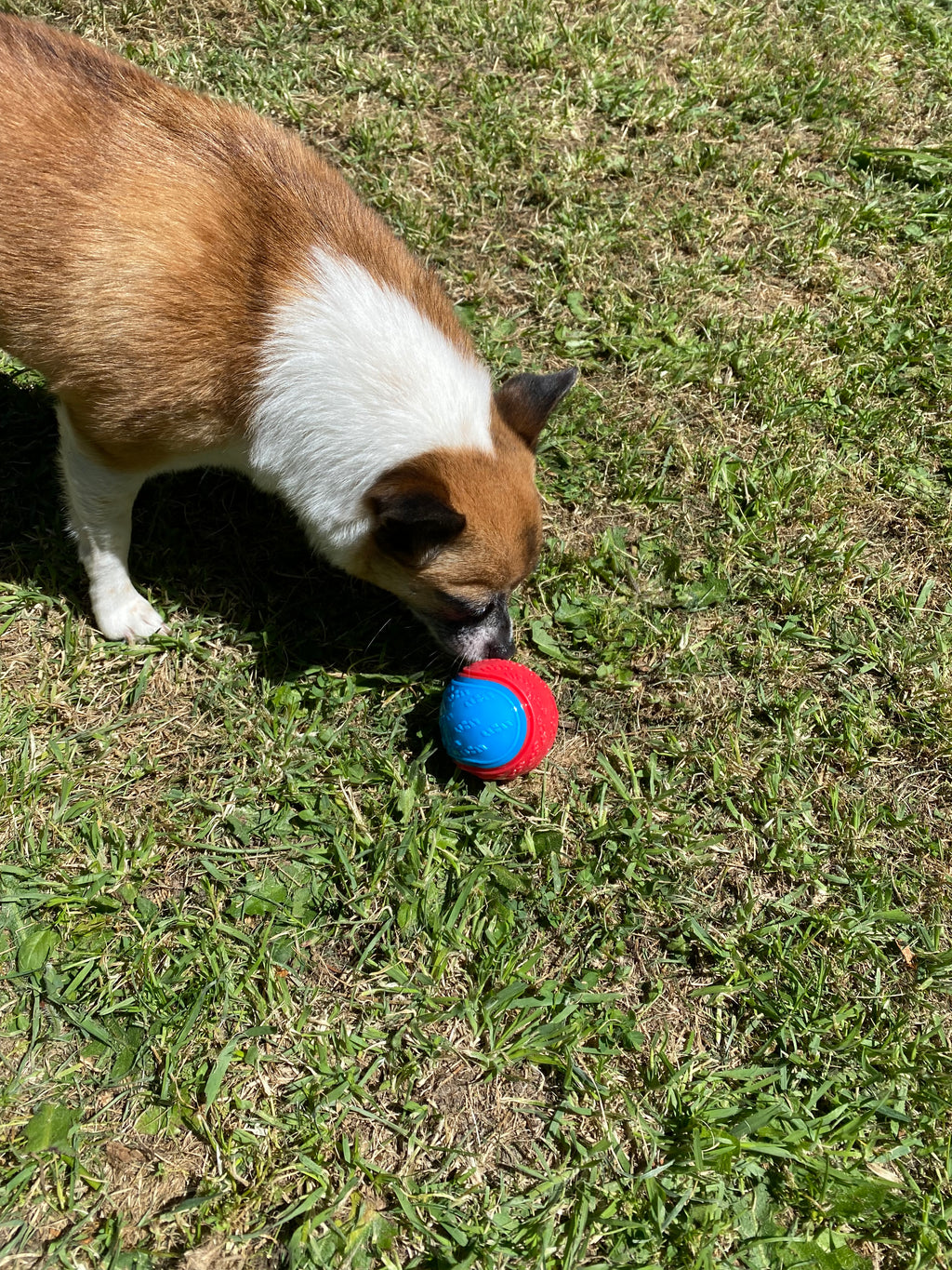 Soft Rubber Squeaky Dog Ball – Durable, Fun & Engaging