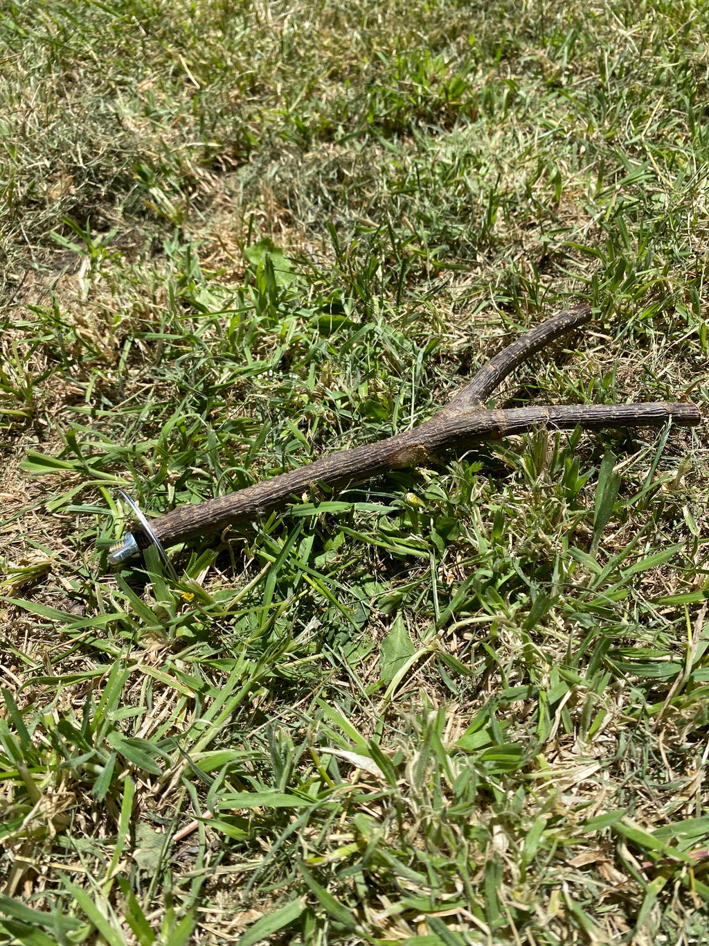 Natural tree branch bird perch- Cage climbing & Chew stick