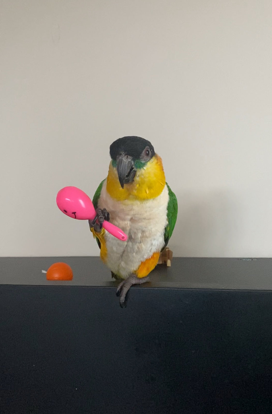 Parrot Rattle Chew Toys (3-10 piece set) – Colourful, Fun & Enriching