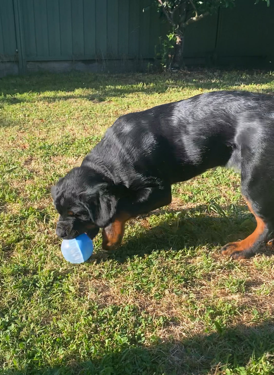 IQ Treat Ball Dog Toy – Engaging, Rewarding & Mentally Stimulating