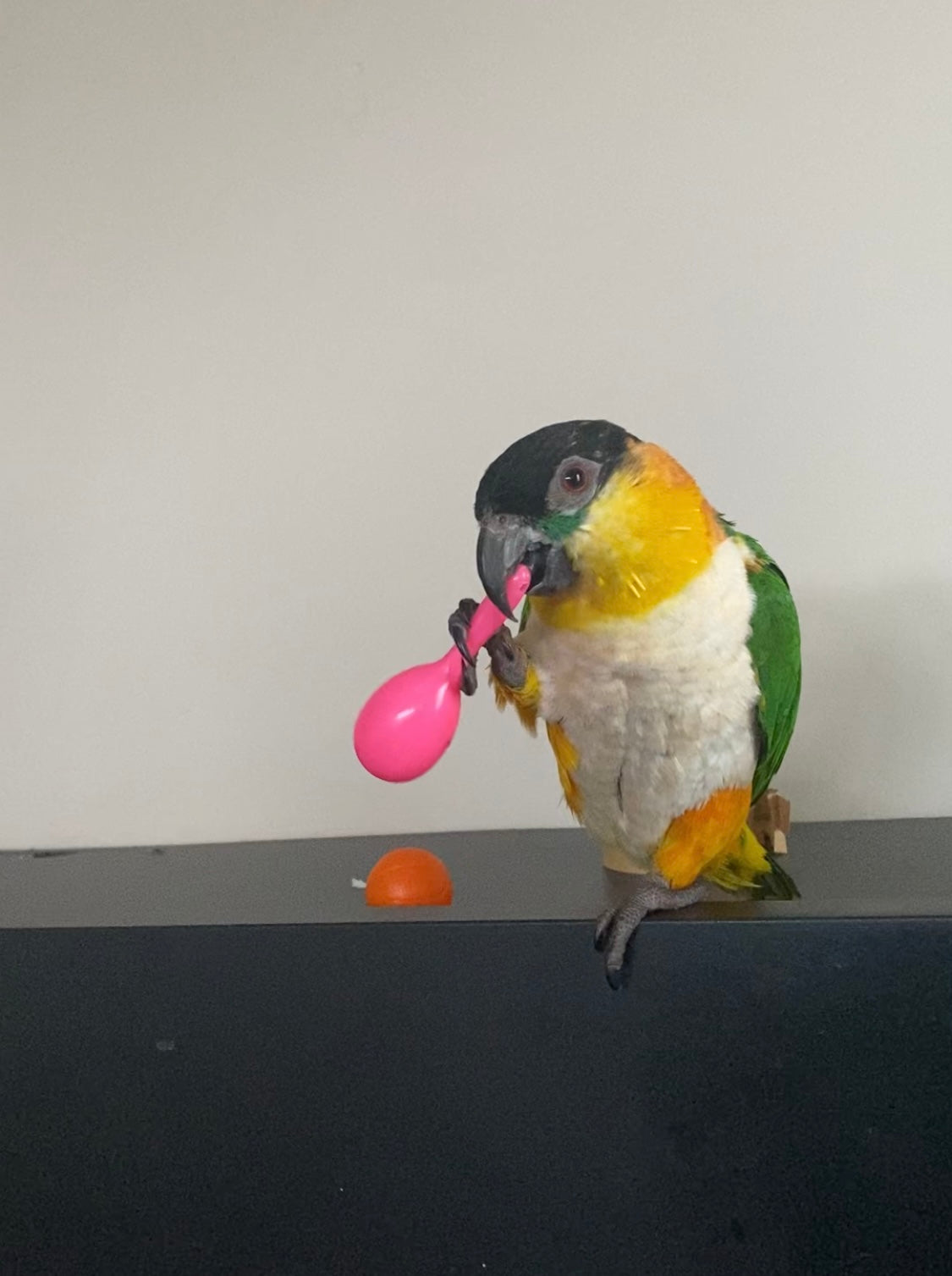 Parrot Rattle Chew Toys (3-10 piece set) – Colourful, Fun & Enriching