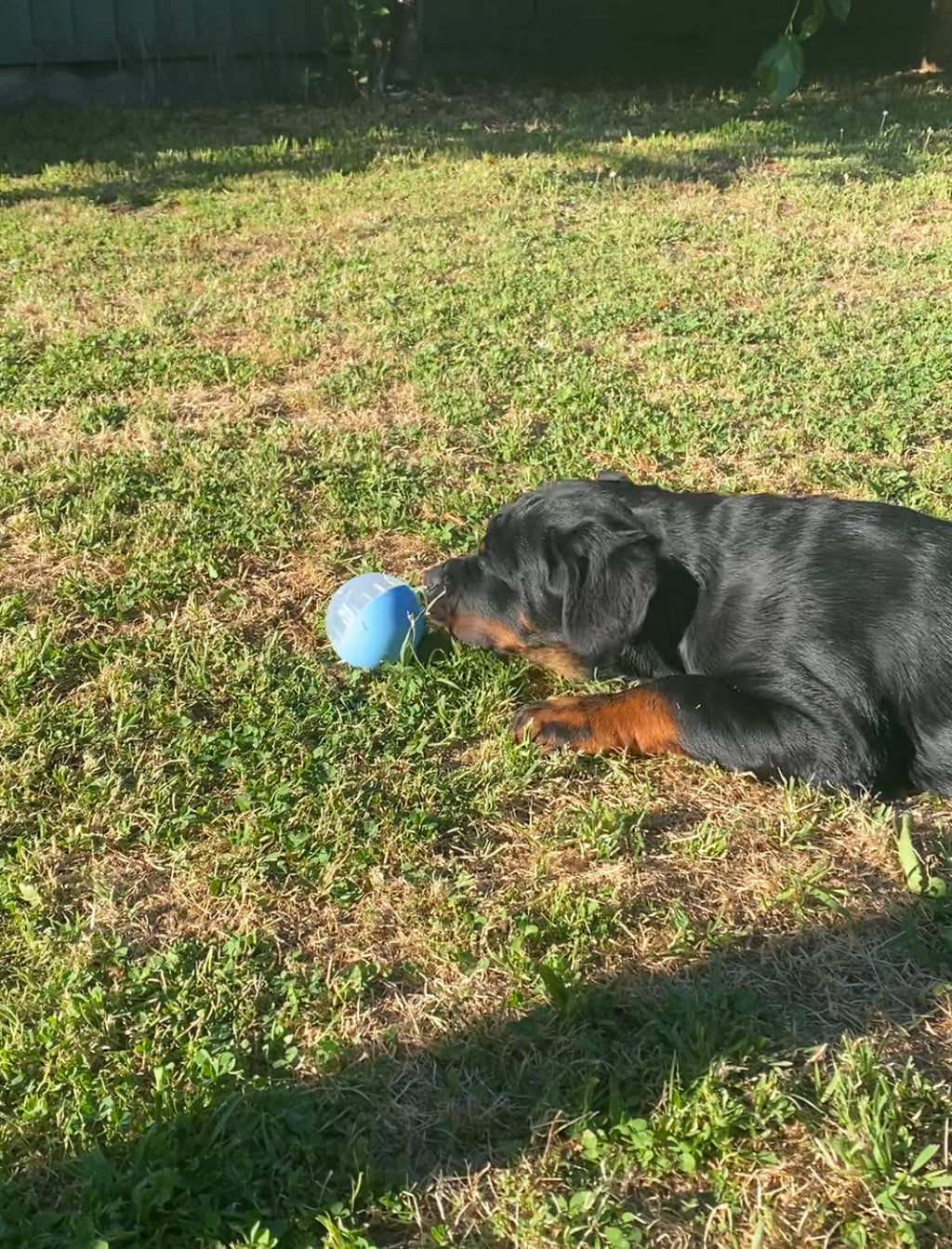 IQ Treat Ball Dog Toy – Engaging, Rewarding & Mentally Stimulating