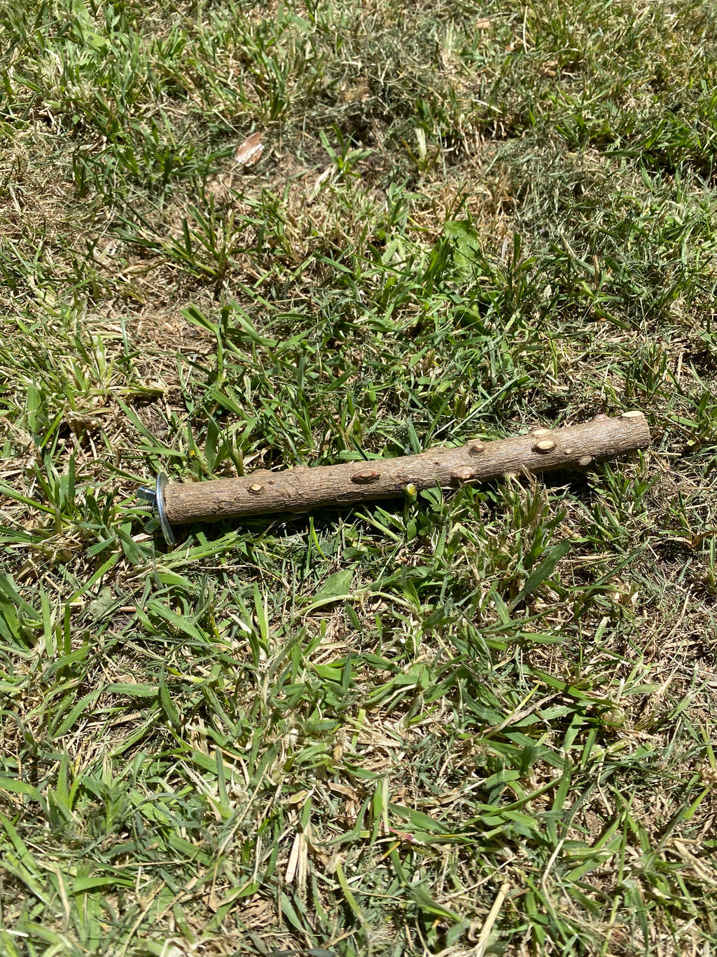 Natural wood bird perch & Chew stick- Fun, safe and enriching.