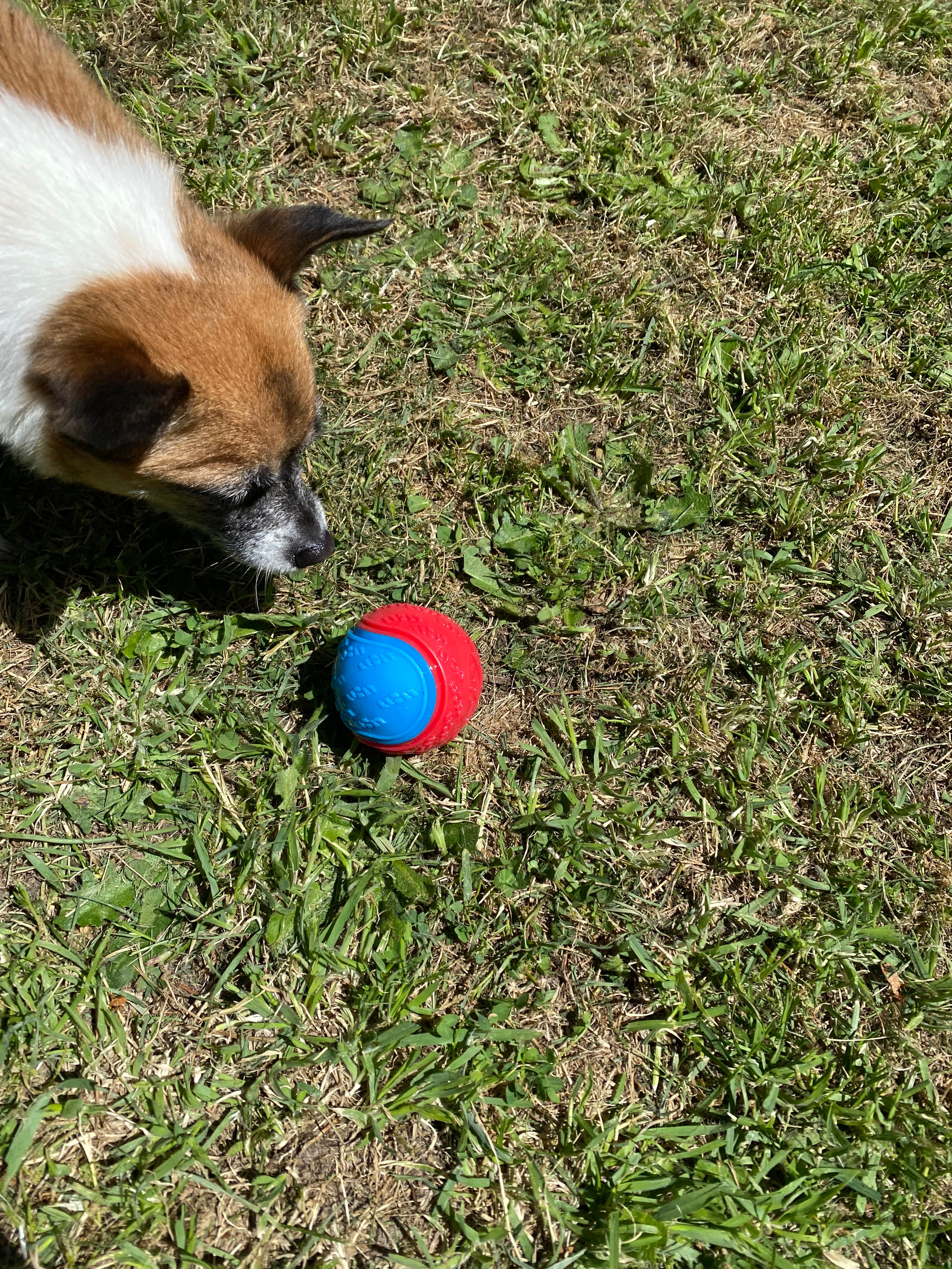 Soft Rubber Squeaky Dog Ball – Durable, Fun & Engaging