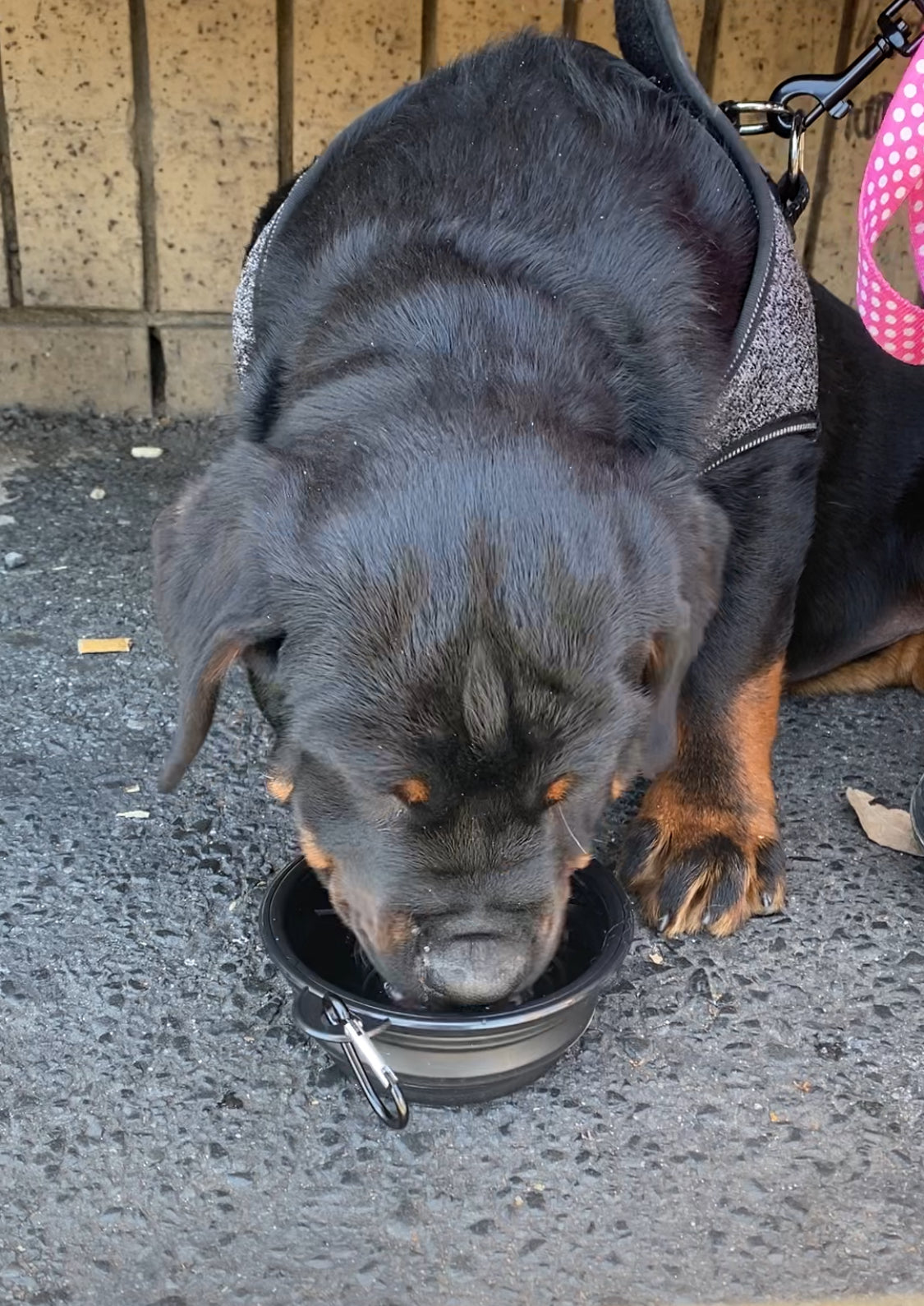 Collapsible Dog Travel Bowl – Lightweight, Durable & Easy to Carry