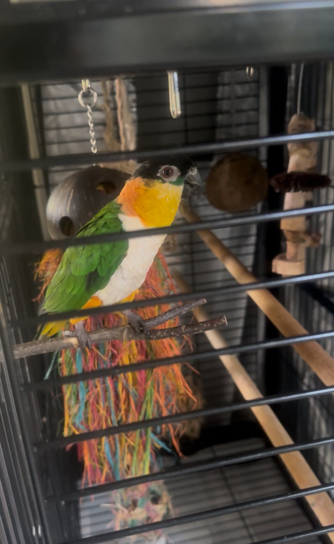 Natural tree branch bird perch- Cage climbing & Chew stick